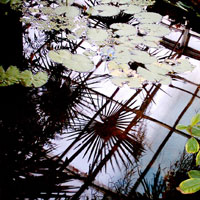 Reflections at the Botanic Gardens