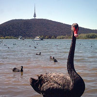 Black Swan with Black Mountain Tower