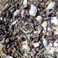 shells on the beach in Tasmania