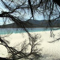 View of wineglass bay beach through a tree