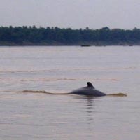 Rare Illawaddy Dolphin