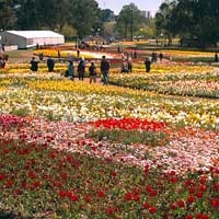flowers everywhere at Floriade
