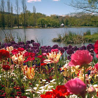 flowers around the lake