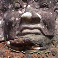 snake on carved head in Cambodia