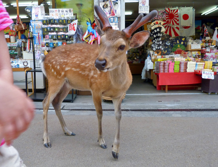 Deer in Nara