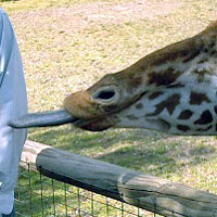 big giraffe tongue