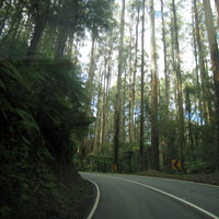 forest road into town