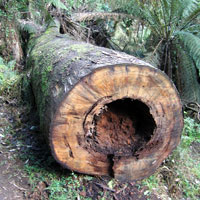 cut log