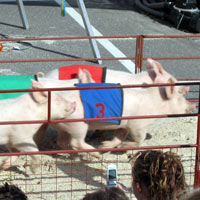 racing pigs