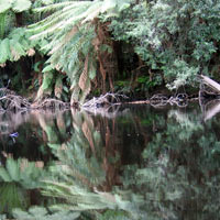 Platypus creek reflection