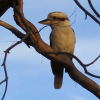 Australian kookaburra sitting in the gum tree