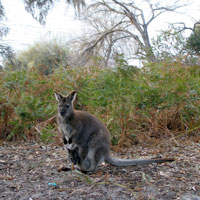 Wallaby mother iwth baby joey