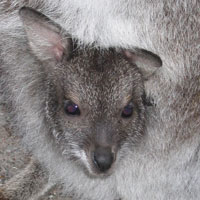 close up of baby kangaroo