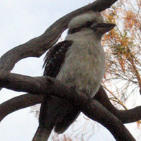 Kookaburra bird
