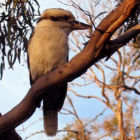 Kookaburra at Coles Bay
