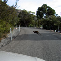 Wallaby waiting for cars