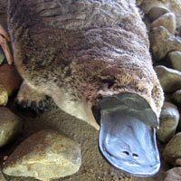 Duck-billed Australian platypus