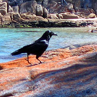 crow at the beach