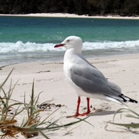 sea gull at the seaside in Tasmania