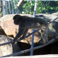 monkey enclosure with Japanese Macaques
