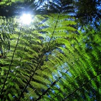 sun shining through the ferns