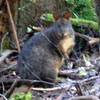 Small marsuipial at Mt Field National Park