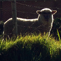 sheep with sun behind