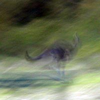 Fast Kangaroo