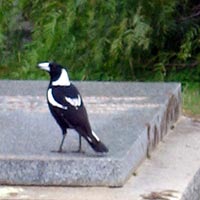 Magpie bird