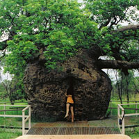 Boab tree in Broome
