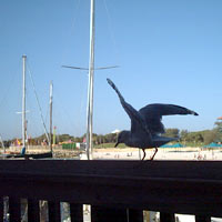 seagull at Hillary's boat harbour