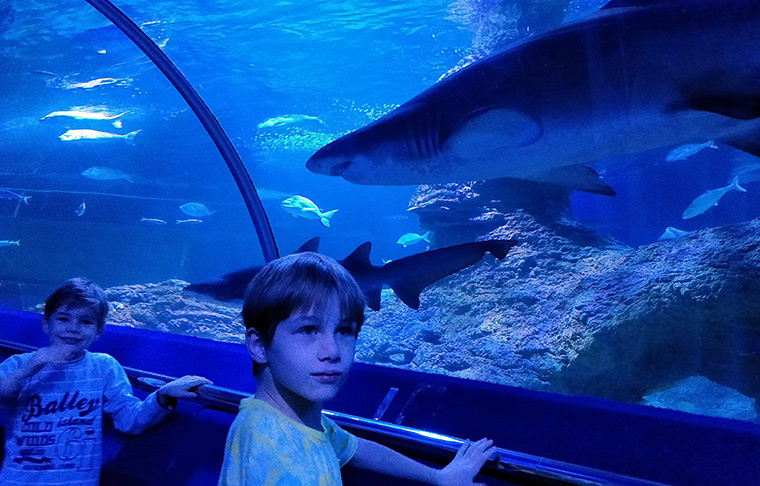 A shark at the AQUA aquarium in Perth Australia