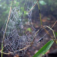 Spider's Web in Guatemala, Central America