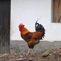 Rooster in Central America