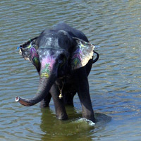 Elephant having a wash in India