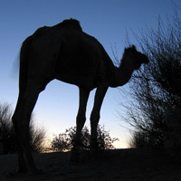 Silhouette of a camel in Rajasthan