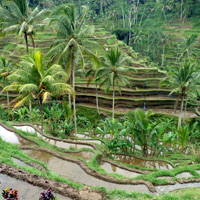 rice fields near Ubud