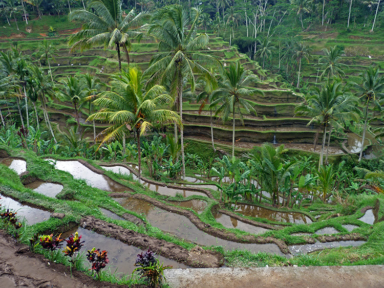 Bali rice terraces