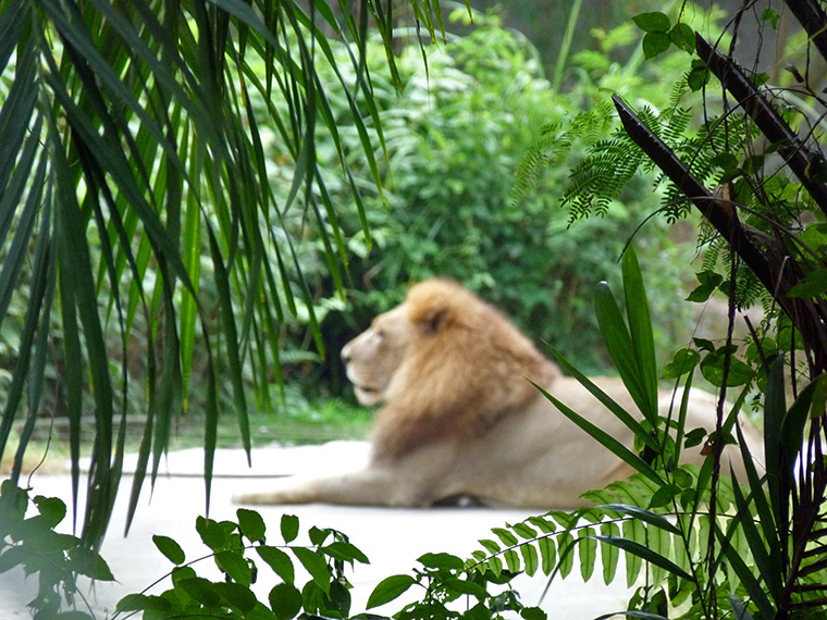 Lion at Bali Safari Park, Indonesia
