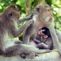 monkey with young in Ubud
