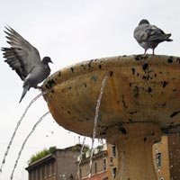 Birds having a bath