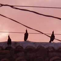 Singing birds on the roof