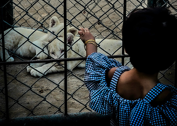 Zoo in Pakistan