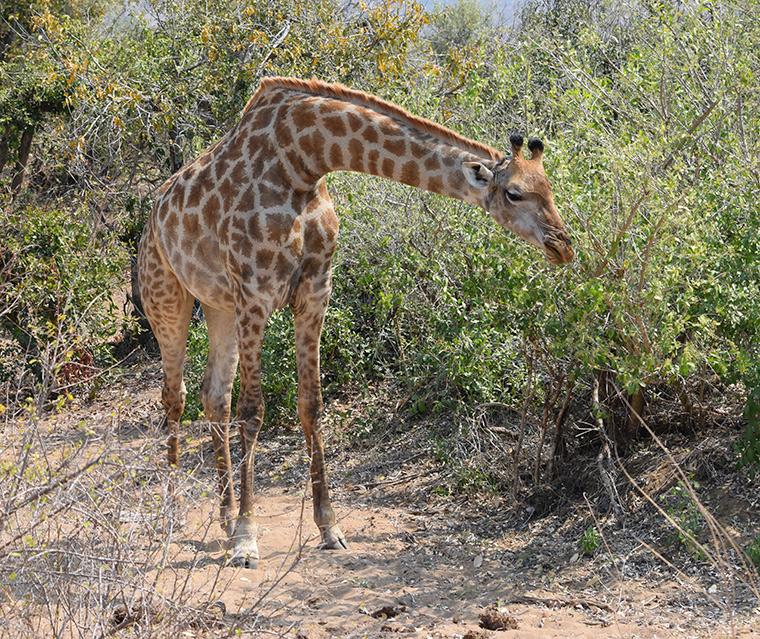Giraffe by the side of a road in the Kruger National Park, South Africa