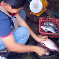scaling and gutting fish at the markets