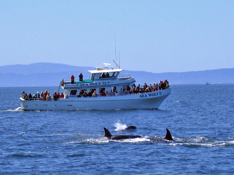 Whale watching in Monterey California