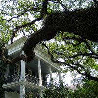 Old house - old tree
