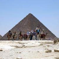 Camels at the Pyramids of Giza