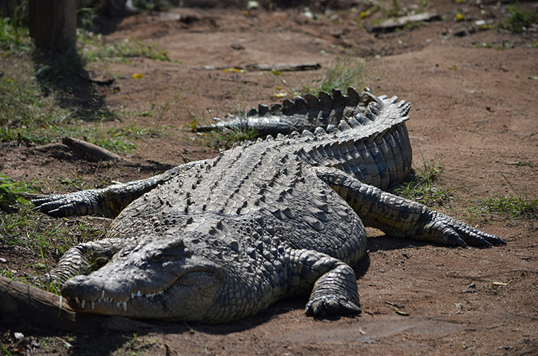 A crocodile near Durban in South Africa