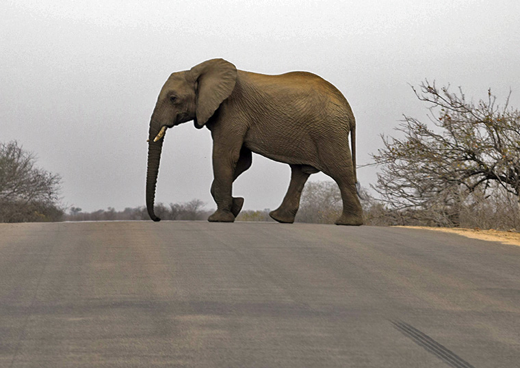 Elephant crossing the road in the Kruger National Park